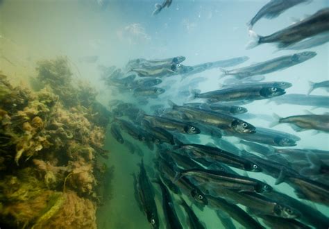 Rolling into a New Era of Capelin Science – Oceans North