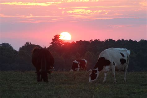 sunset on the farm | Farm, Mchenry, Photography