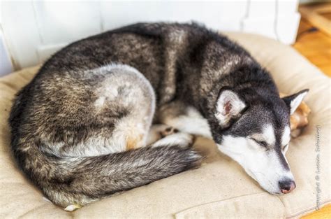 Cute Siberian Husky Sleeping In Snow - l2sanpiero