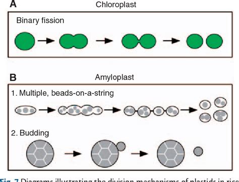 Amyloplast Structure