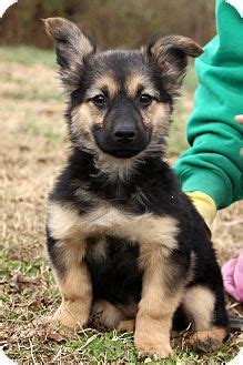 Glastonbury, CT - German Shepherd Dog/Basset Hound Mix. Meet Kosmo, a puppy for adoption. http ...