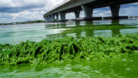 How toxic green slime caused a state of emergency in Florida