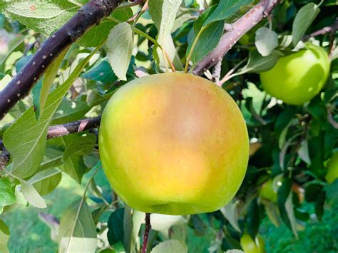 Heirloom Apples — Roots to Fruits Nursery