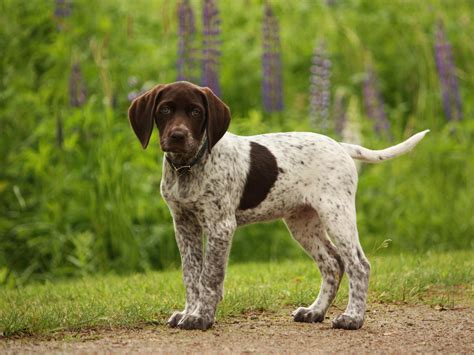 German Shorthaired Pointer Puppies wallpaper | 2048x1536 | #13227