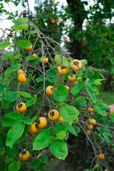 Fuyu Persimmon | Ison's Nursery & Vineyard