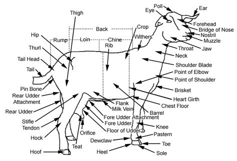 4-H Market Goat Anatomy | Anatomy Of Goat | Goats, Show goats, Shoulder ...