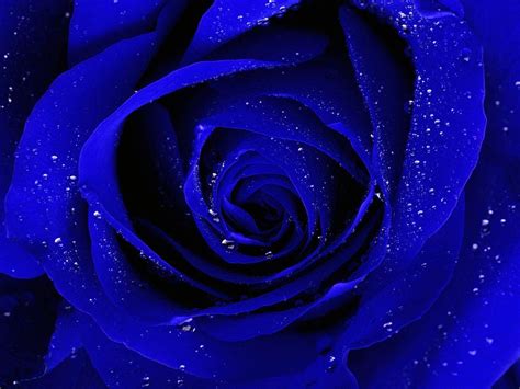 Blue Rose Wallpapers - Top Free Blue Rose Backgrounds - WallpaperAccess