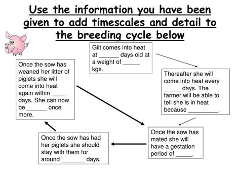 PPT - Pig breeding and care PowerPoint Presentation, free download - ID:731985