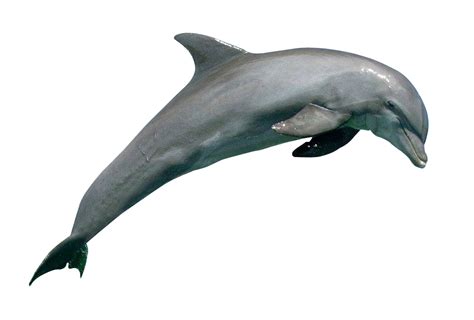 Jumping Dolphin PNG Image Background