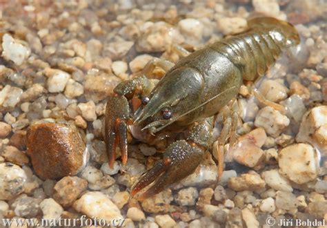 Astacus astacus Pictures, Noble Crayfish Images, Nature Wildlife Photos | NaturePhoto