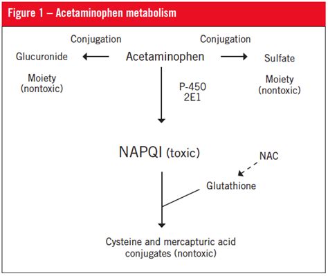 Acetaminophen And Alcohol Metabolism