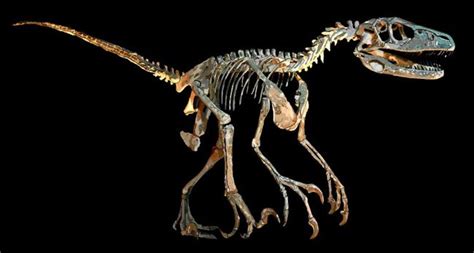 Deinonychus | Prehistoric animals, Fossils, Fossil bones