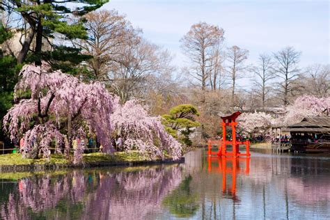 brooklyn botanical garden images | Brooklyn Botanic Garden | The ...