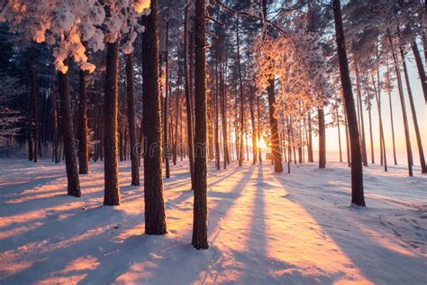 Winter Wonderland. Winter Forest Stock Image - Image of snow, forest: 129747637