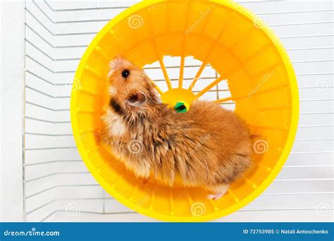 Hamster Running in the Running Wheel Stock Image - Image of wheel, pest ...