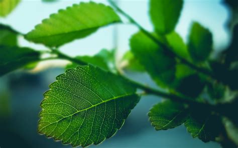 Green cordate leaf plant HD wallpaper | Wallpaper Flare