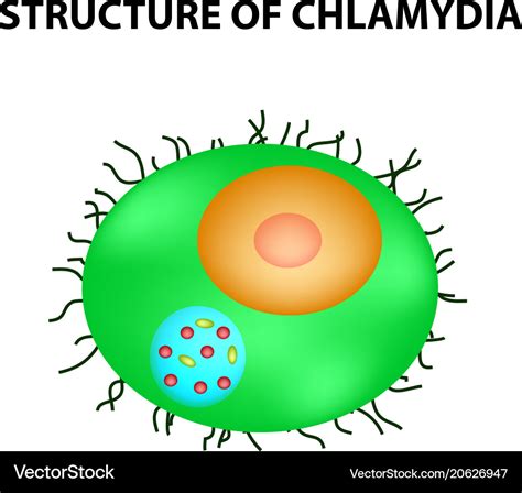 Structure chlamydia urogenital vaginal infection Vector Image