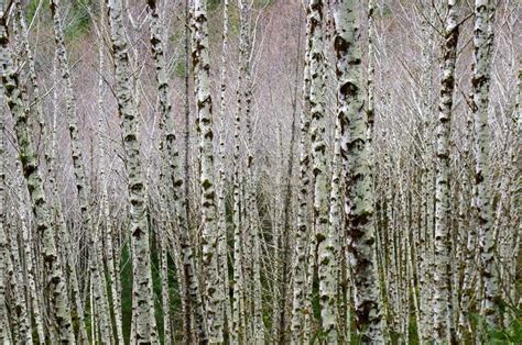 The Alder – Tree of Earth, Fire, and Water - Trailkeepers of Oregon