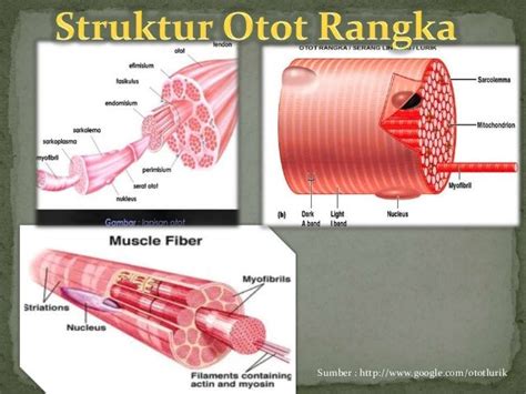 Otot rangka & kerja