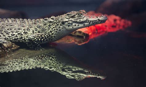 Cuban crocodile | Smithsonian's National Zoo