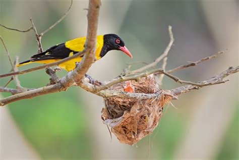 Beautiful Sri Lankan bird, taking care of its nest. | Wildlife tour, Sri lanka, Bird