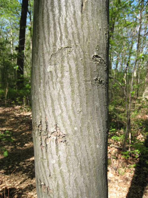 Allegheny Serviceberry - Amelanchier laevis | The Arboretum