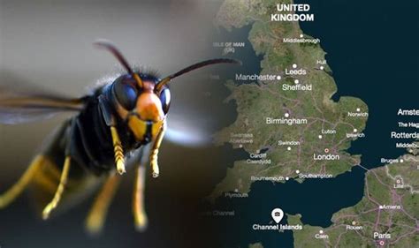 Asian hornet UK map: The nests found in Britain as invasion of killer hornets rages on | Nature ...