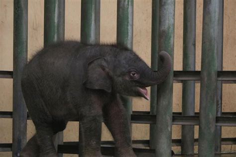 Hari Gajah Sedunia, Taman Safari Prigen Punya Anggota Keluarga Baru