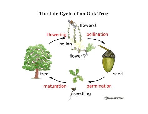 Learning Among the Oaks Nature Journal