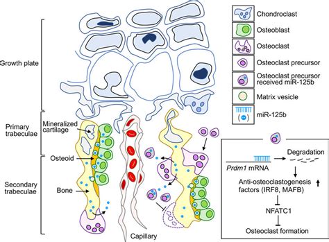 Schematic Diagram Of Osteoblastosteoclast Communication