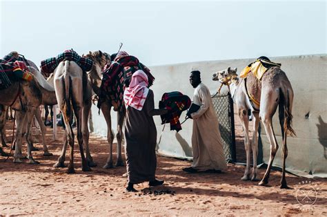 The 2nd Edition of the Camel Festival in Saudi Arabia ...