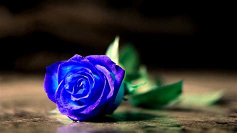 Blue Rose Wallpaper HD | PixelsTalk.Net