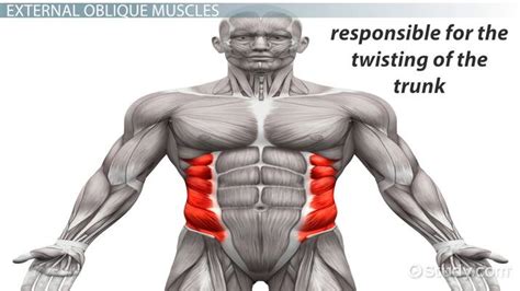 External Oblique Muscle