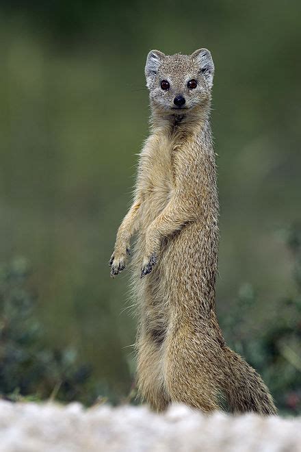 Yellow mongoose | Wiki | Everipedia