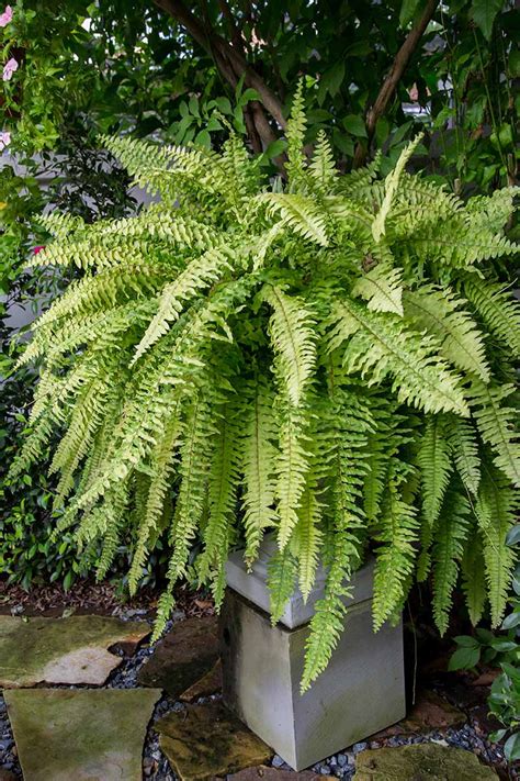 Boston Fern Care: Beginner's Guide To Boston Ferns, 45% OFF