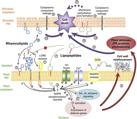 Frontiers | Biosurfactants in Plant Protection Against Diseases ...