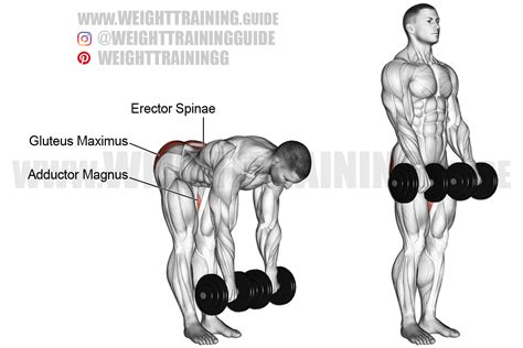 Dumbbell straight-leg deadlift exercise instructions and video