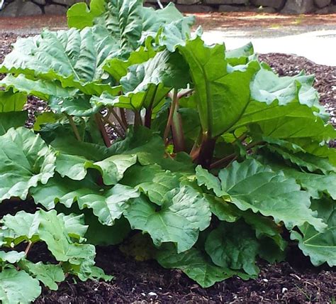 WSHG.NET BLOG | Rhubarb! | At Home, Featured | April 20, 2016 | WestSound Home & Garden