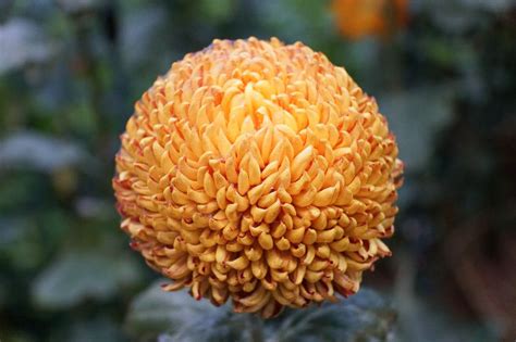 13 Types of Chrysanthemum for a splash of fall color