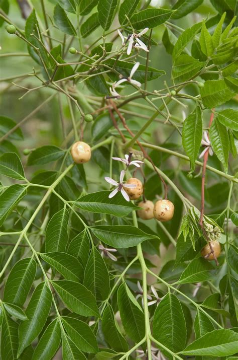 White cedar moth | Agriculture and Food