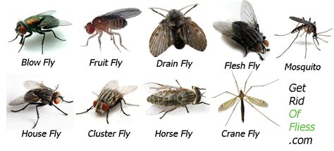 Different Types Of Flies - Wiring Diagrams