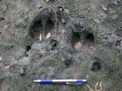 What does a feral hog track look like? – Feral Hogs