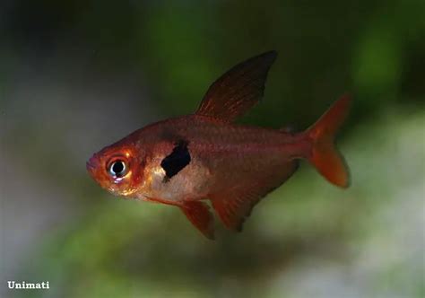 Hyphessobrycon sweglesi – Red Phantom Tetra (Megalamphodus sweglesi ...