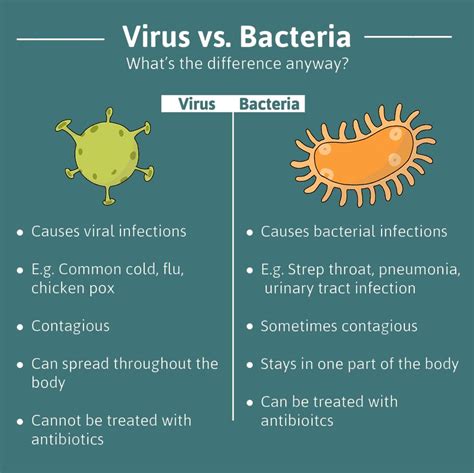 Bacteria Vs Virus Difference Between Bacteria And Virus | Hot Sex Picture