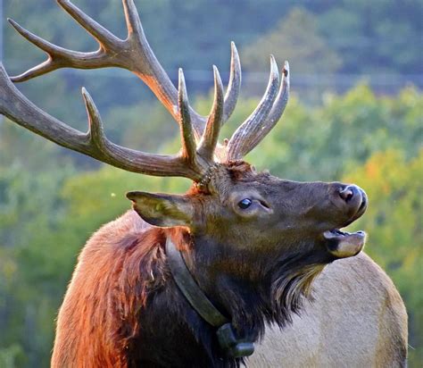 Elk Bugle Photograph by Michelle McCloskey - Fine Art America