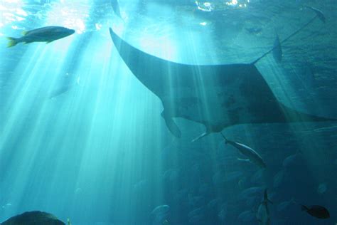 A manta at the GA Aquarium | Manta, Whale, Aquarium