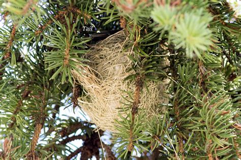 Ann Brokelman Photography: Orchard Oriole nest June 2016