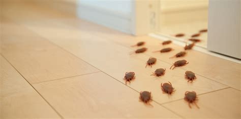 How Can I Tell If I Have a Pest Infestation? | Griffin Pest Control