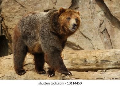 Grizzly Bear Portrait Stock Photo 10114450 | Shutterstock