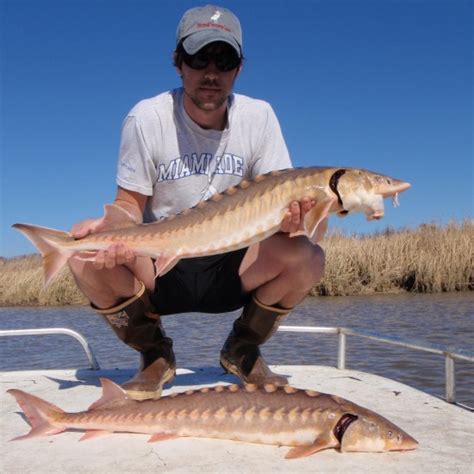 Shortnose sturgeon – Coastal and Diadromous Fisheries Research | Stony Brook University